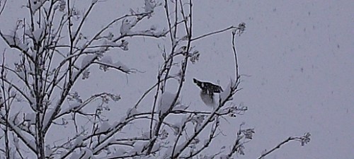 Winterbaum mit Vogel